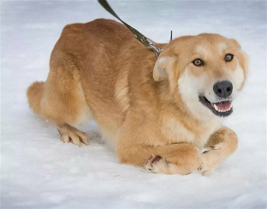 Собака дворняжка рыжая