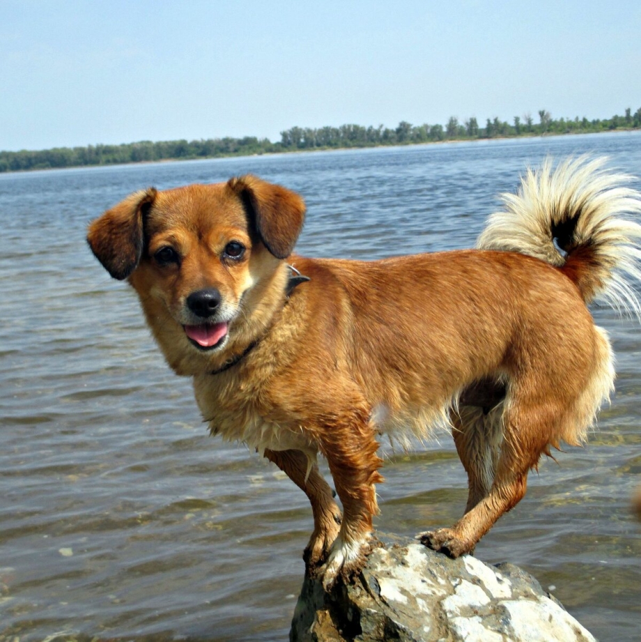 Собаки породы дворняжки