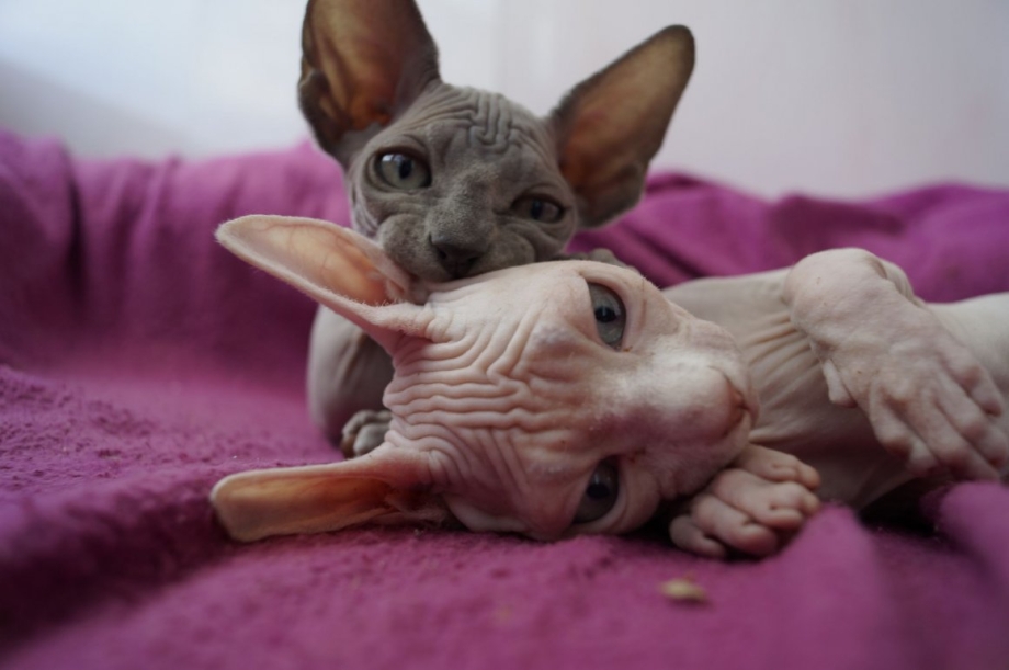 Сфинкс кошка