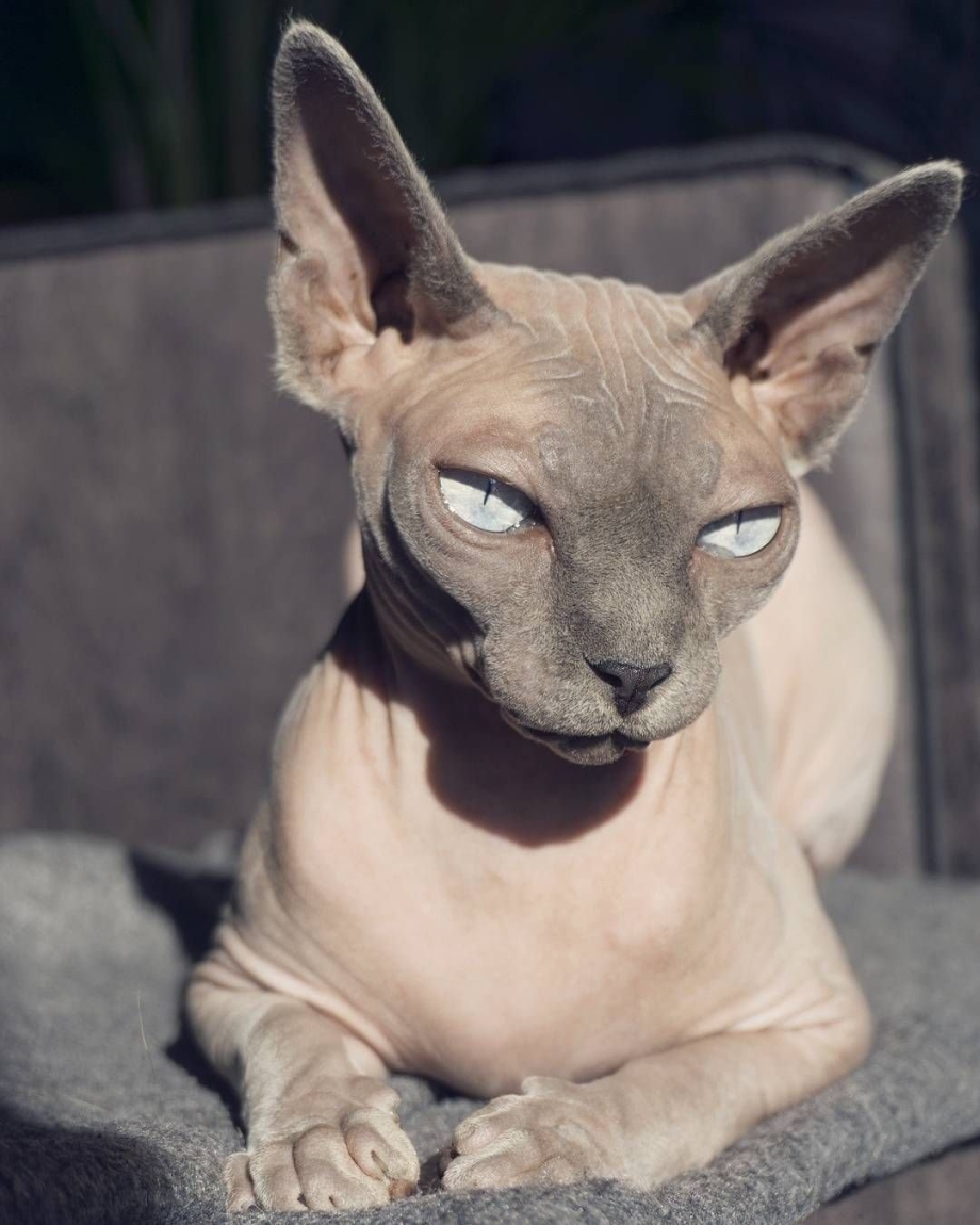 Шиншилла сфинкс