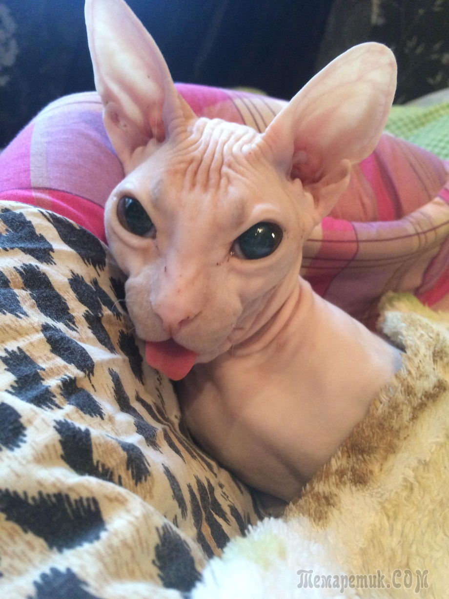 Страшные кошки