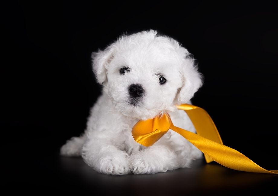 Bichon Frise 3 months
