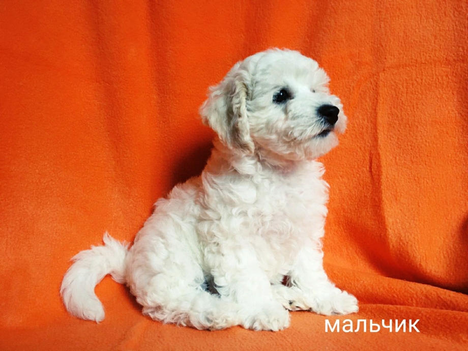 Бишон фризе щенки