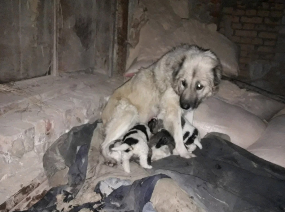 Собака кормит молоком