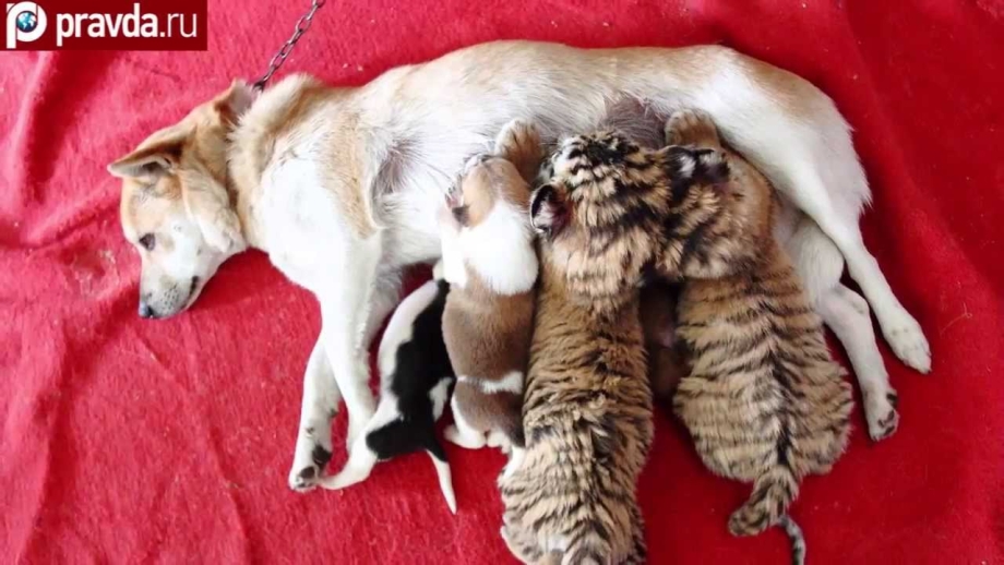 Кошки и собаки