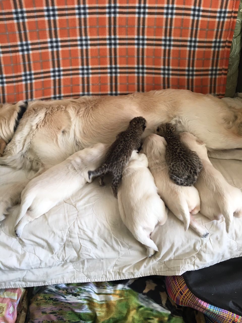 Кормежка собак