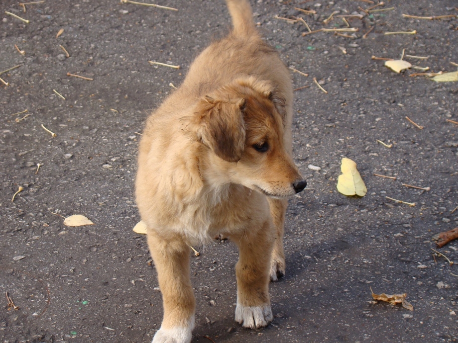 Клички для рыжих собак