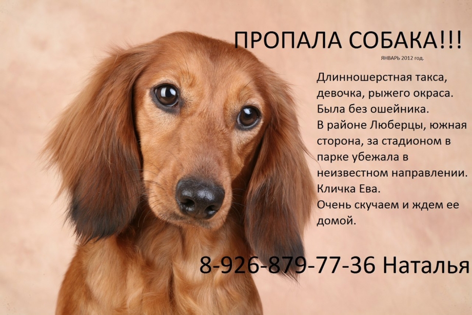Длинношерстная такса ева