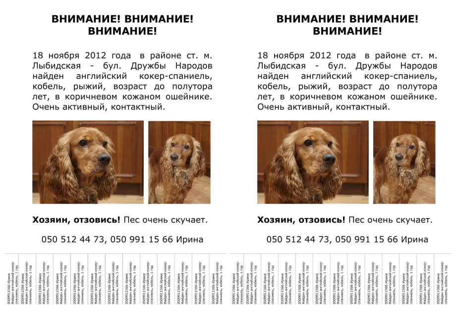 Щенки открывают глаза