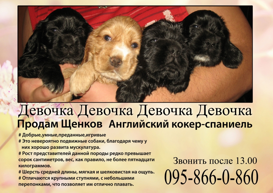 Кокер спаниель чем кормить если плохо ест