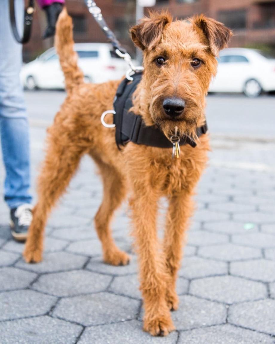 Ирландский терьер Irish Terrier