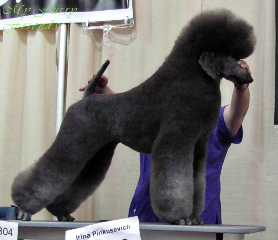 Королевский пудель Модерн