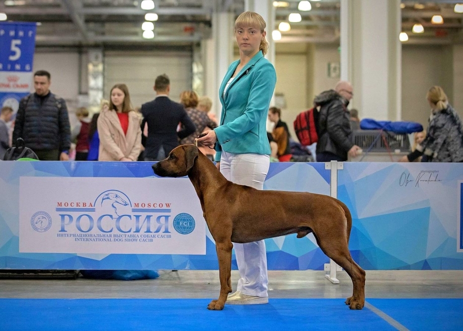 Ирландский риджбек