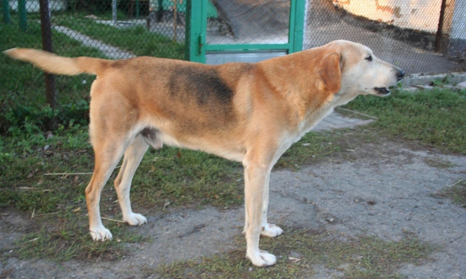 Эмке о гончей