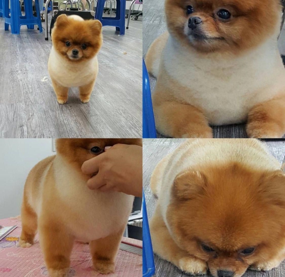 Шпицпу Оливер