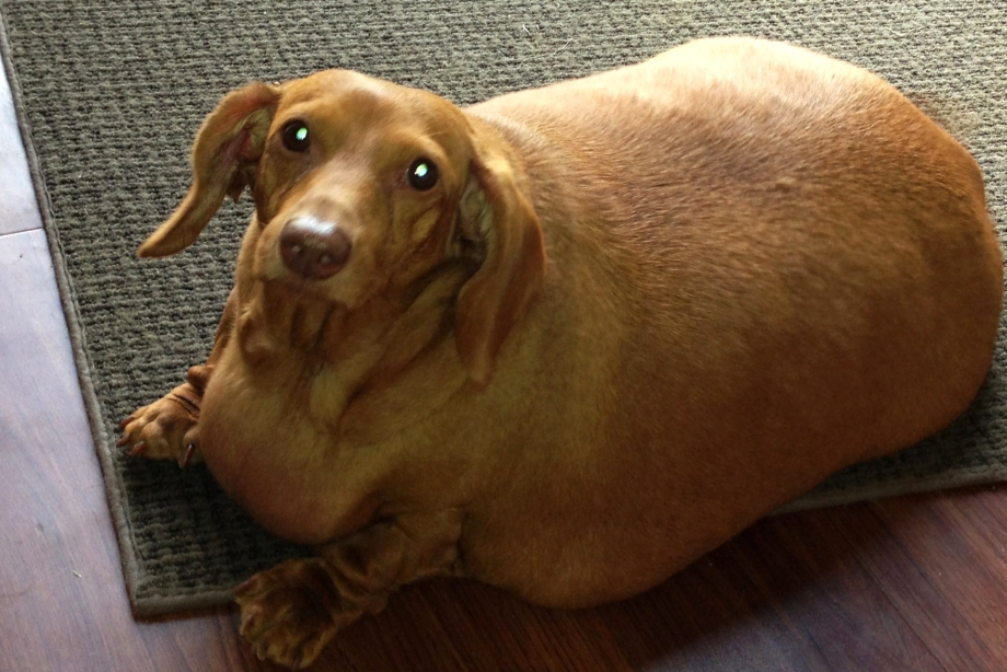Mr. Dachshund#0708