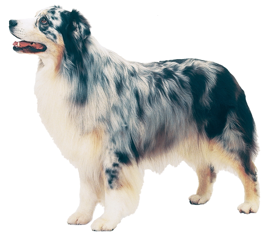 Australian Shepherd Breeders Maryland