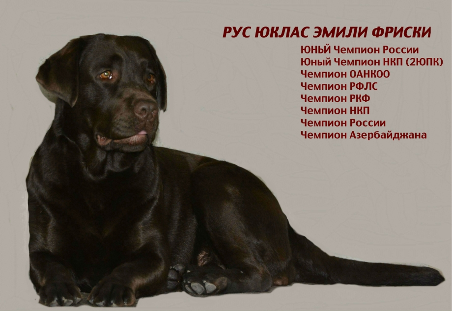 Лабрадор ретривер рост
