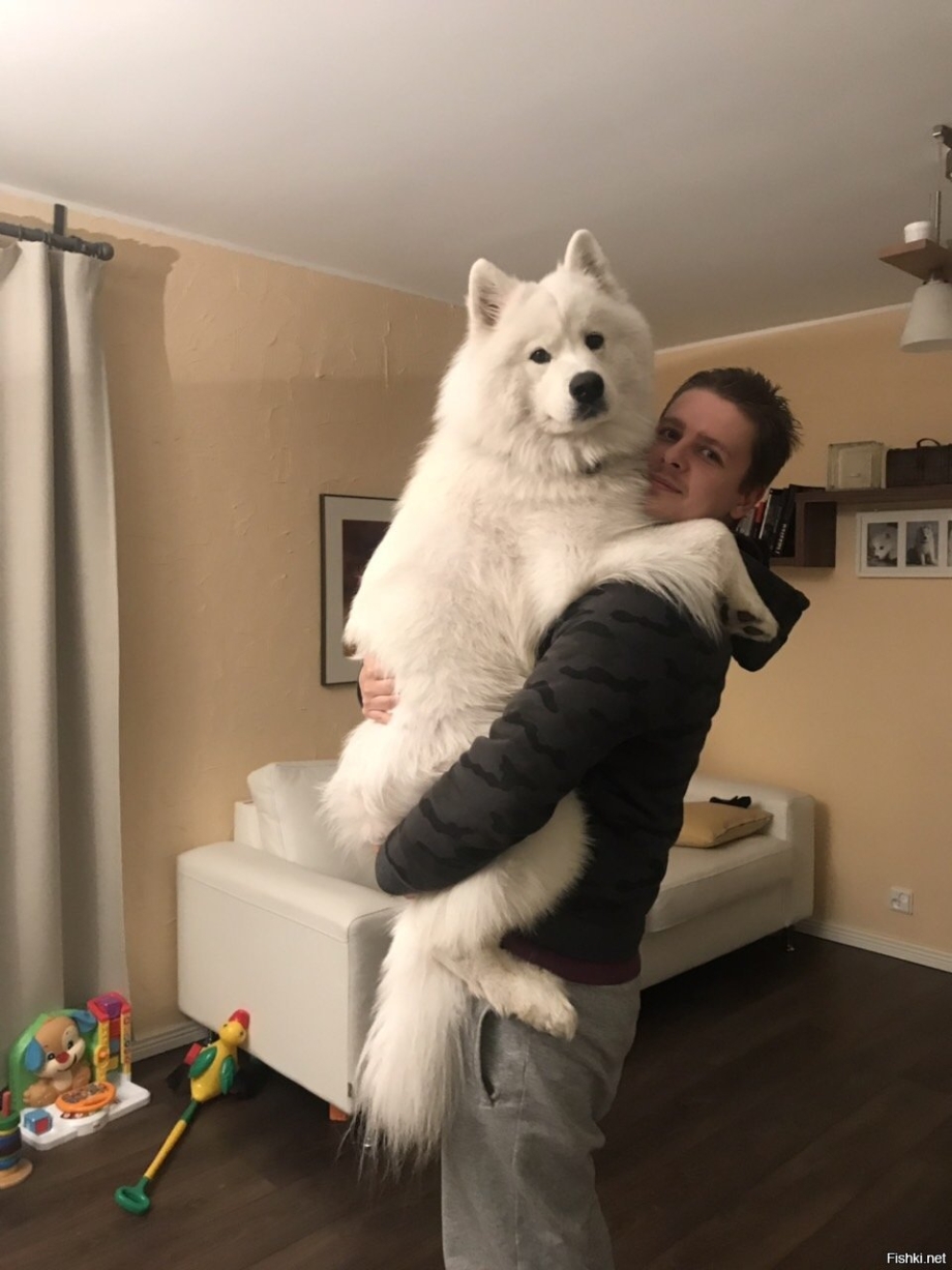 Самоед катает