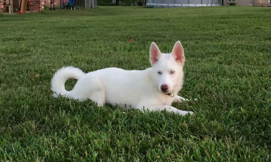 Das Hund такса