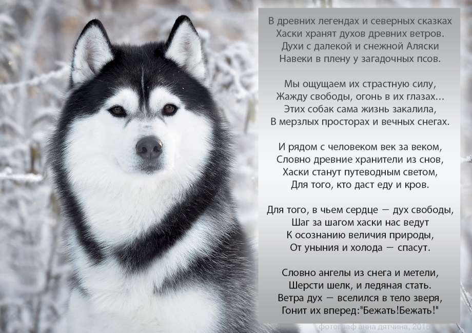 Рассказ о породе хаски