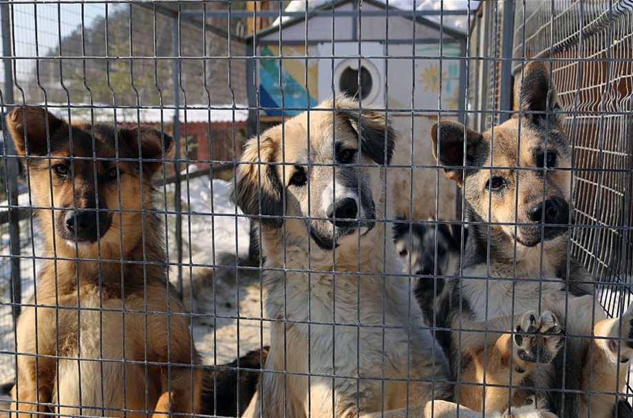 Приют для собак к9 Братск
