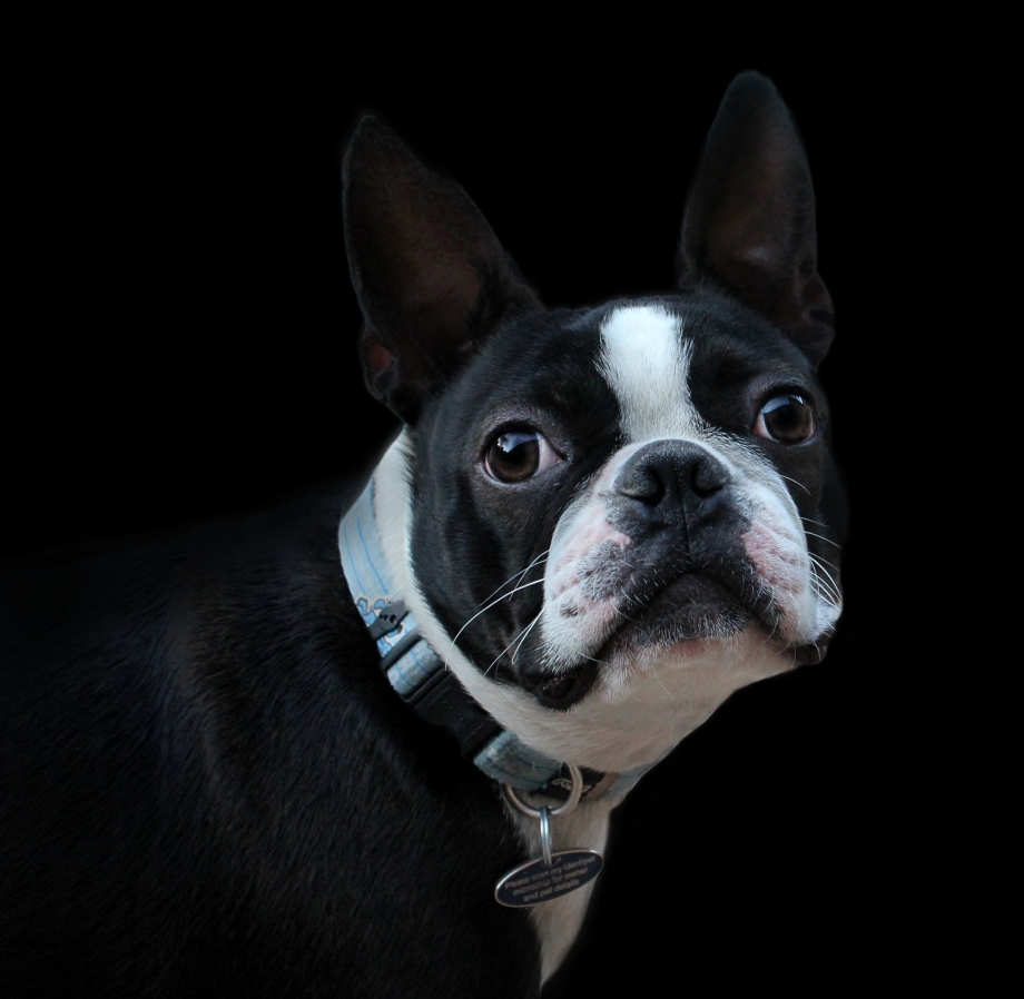 Boston Terrier сидит