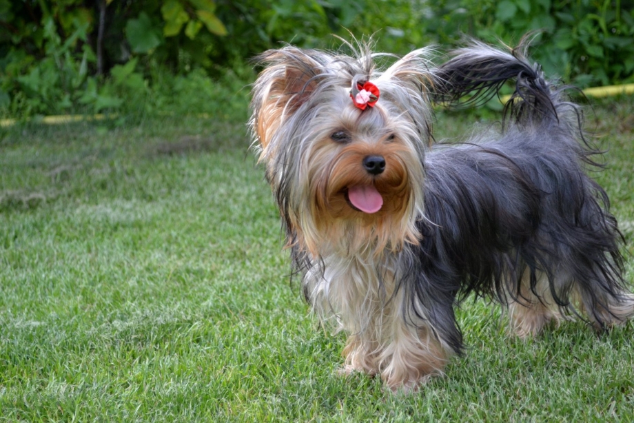 Free Yorkie Nashville-Davidson