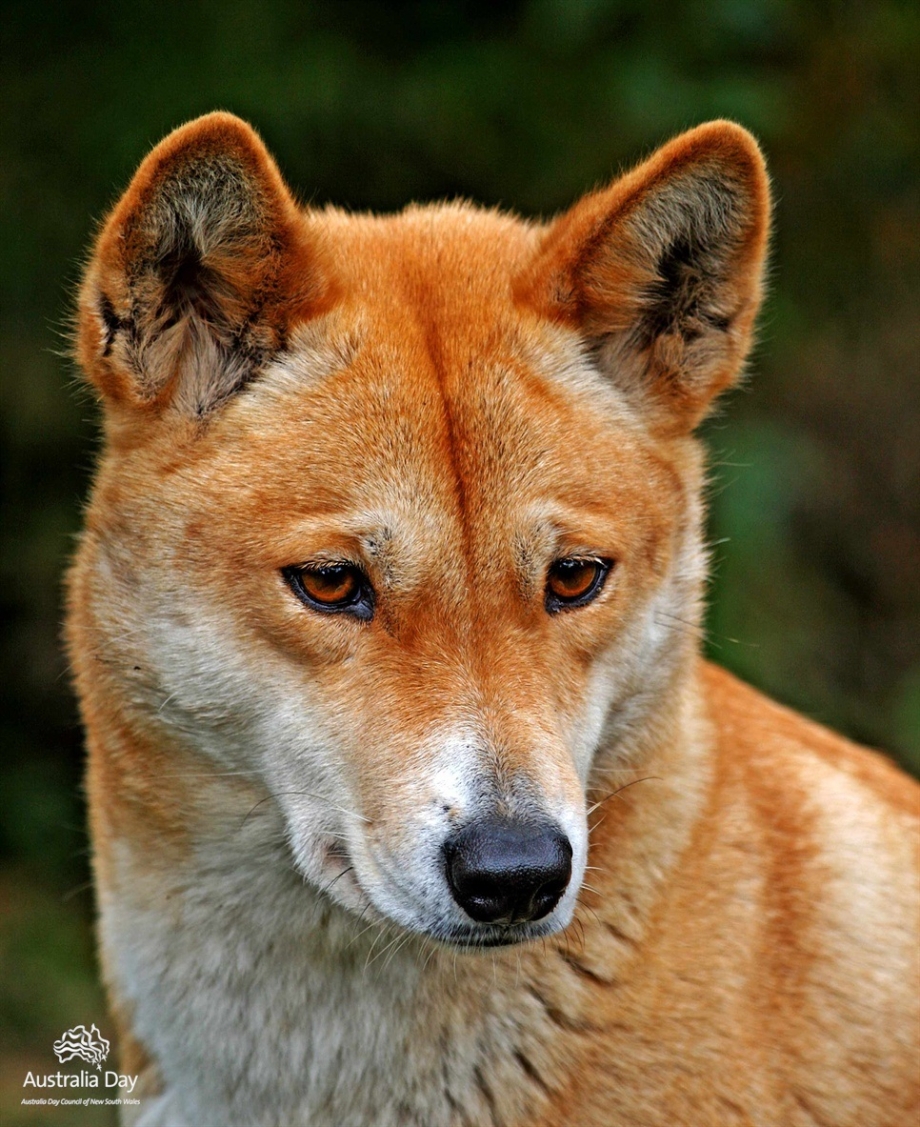 Австралийский Динго