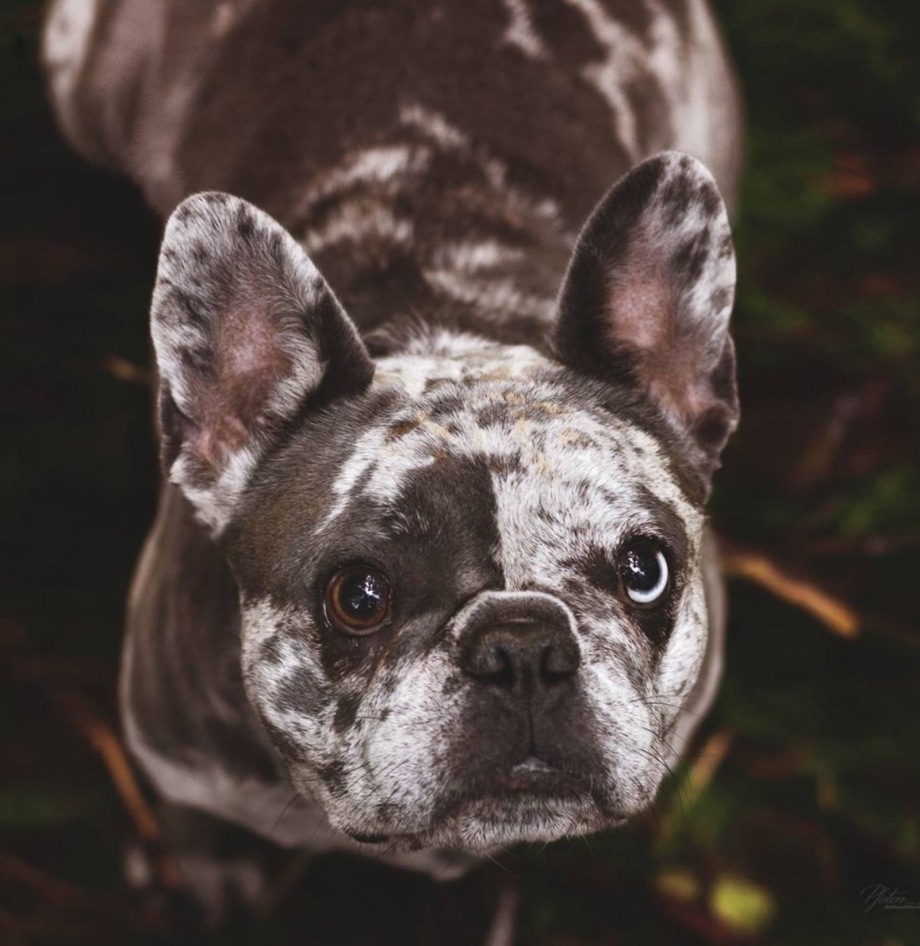 Blue Merle французский бульдог