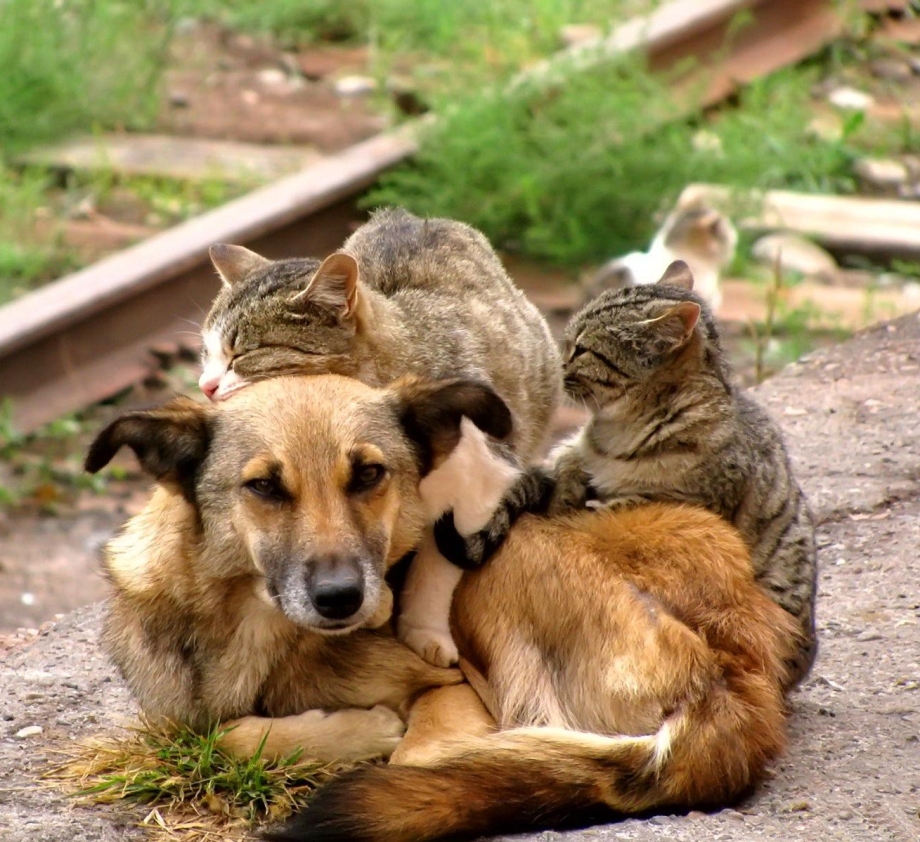 Кот больше собаки