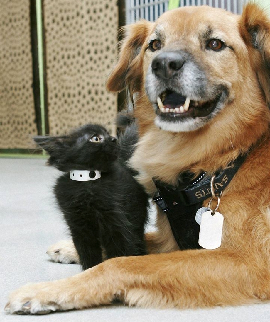Собака защищает кошку
