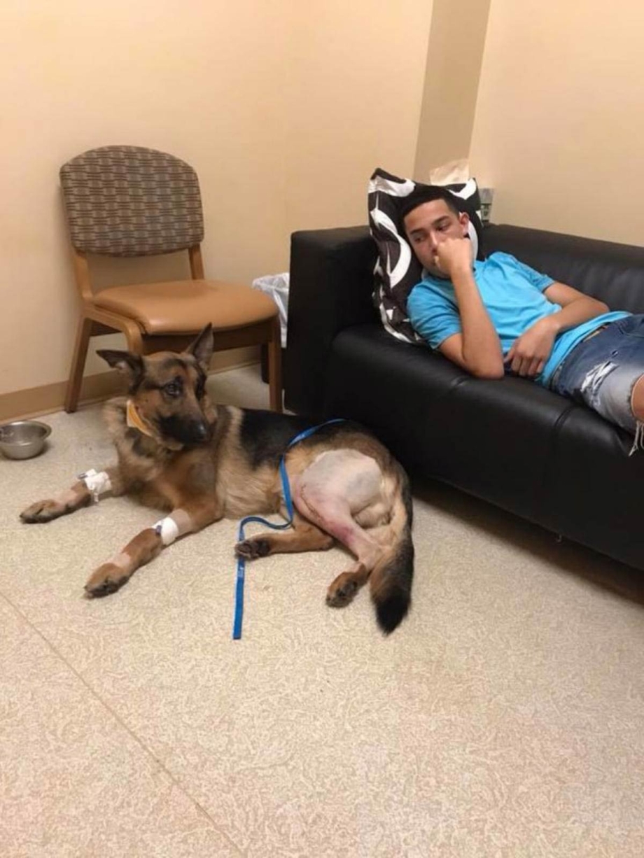 Dog dominates