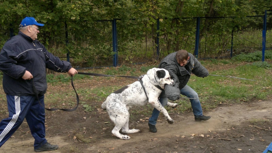 Домашние животные для детей