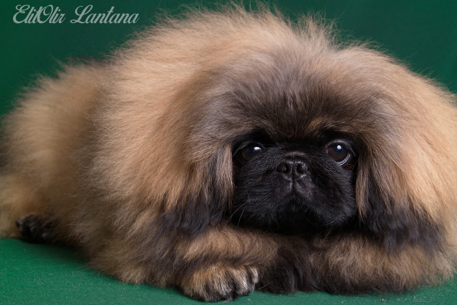 Королевский Пекинес