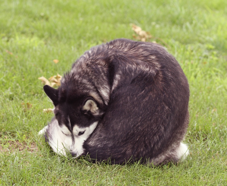 Dipylidium caninum жизненный цикл