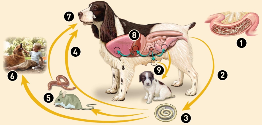 Глисты Toxocara canis у собаки
