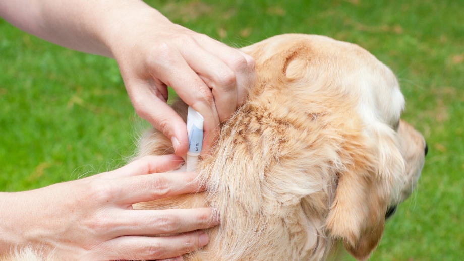 Dipylidium caninum цикл развития