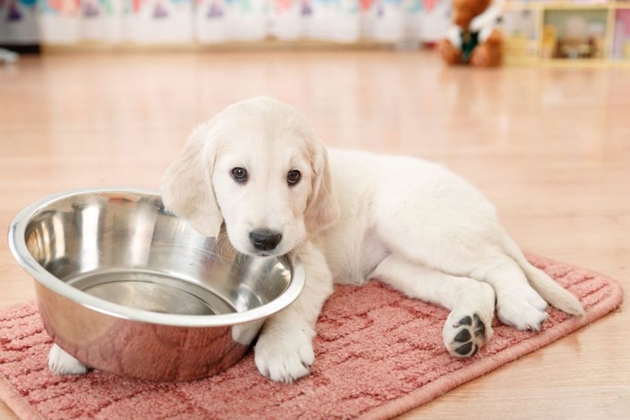 Labrador eats