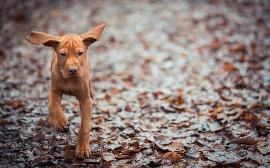 Professional foto Focus Dog
