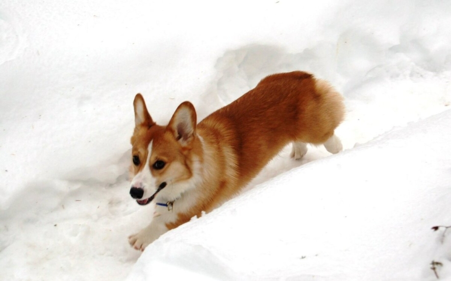 Собака корги