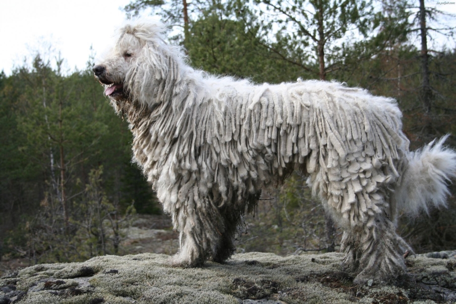 Южнорусская овчарка / Yuzhnorusskaya Ovcharka (South Russian Shepherd Dog) (326) к