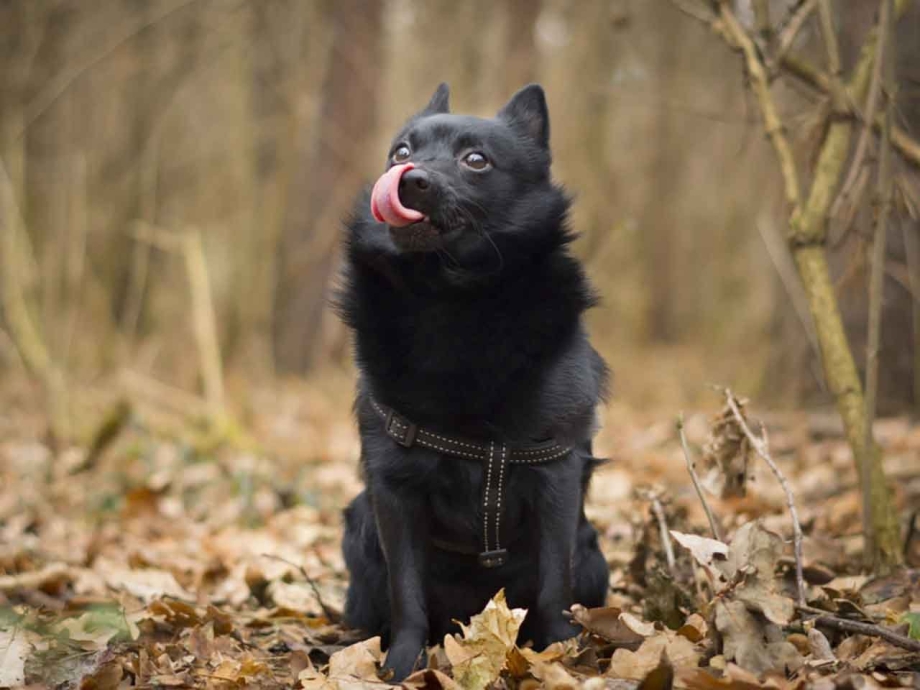 Шипперке Лапландский шпиц