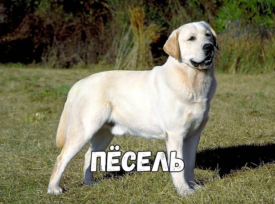 Лабрадор короткошерстный