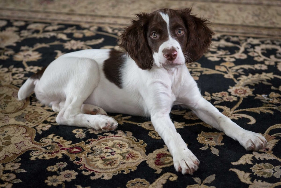 Brittany Dog Breed