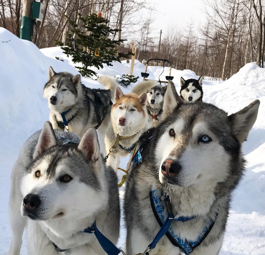 Самка хаски 3 года