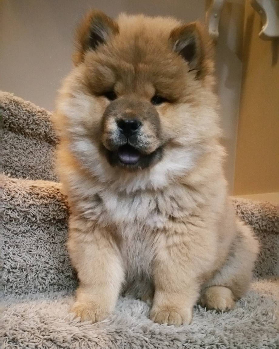 Chow Chow + Husky Crossbreed