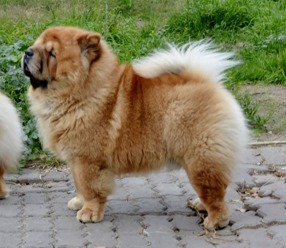 Шарпей чау чау