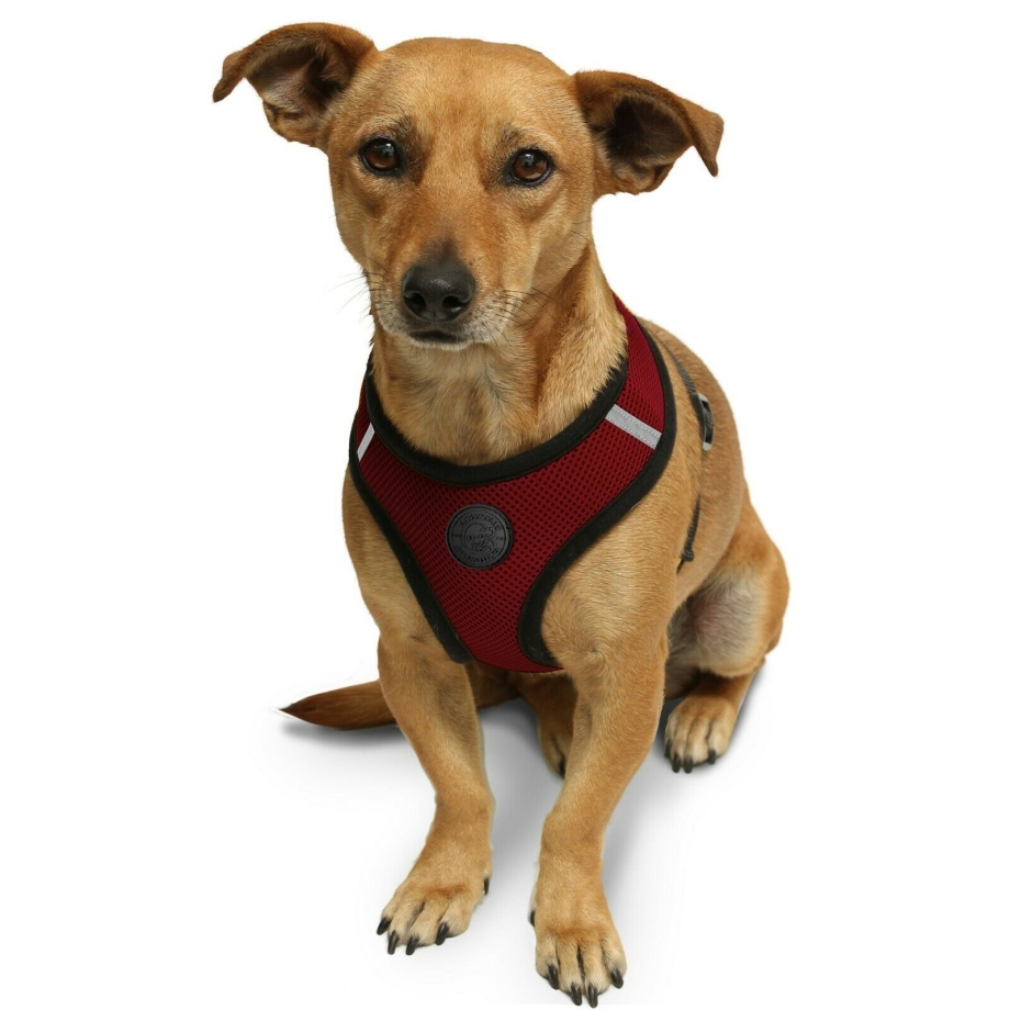 Vet Safety Collar