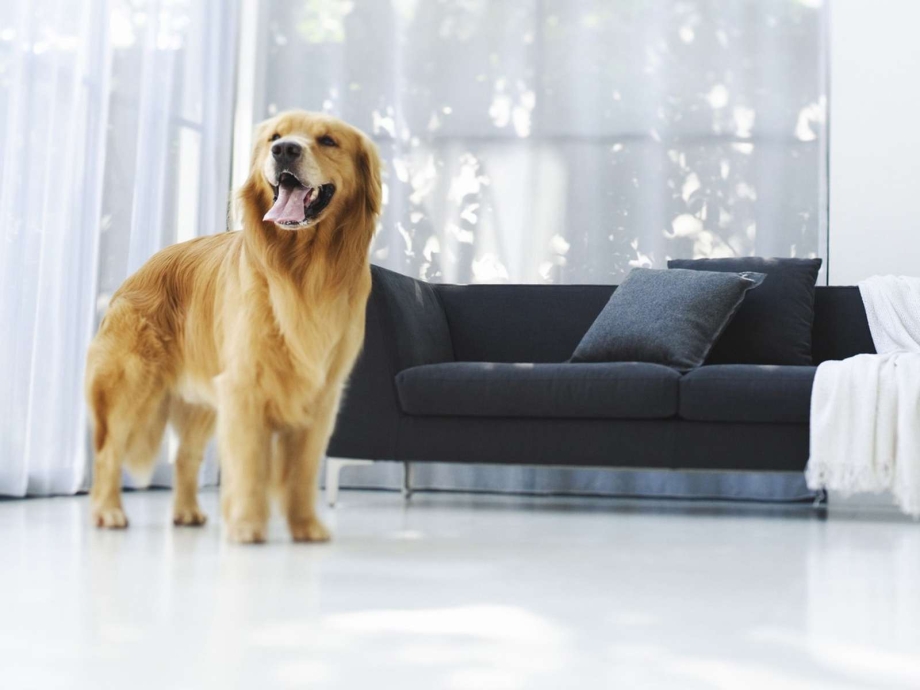 Картинки из Dogtawn песики
